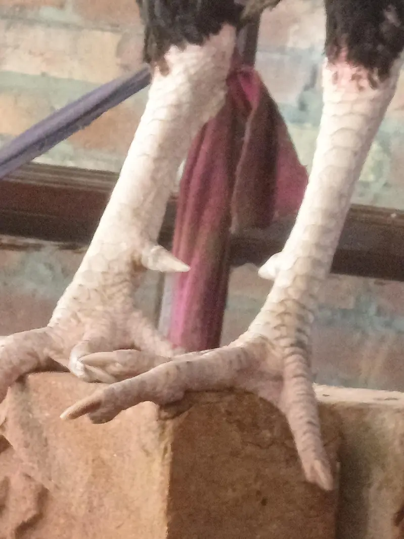 Aseel murga vatnami or thai ka kraos — photo 3