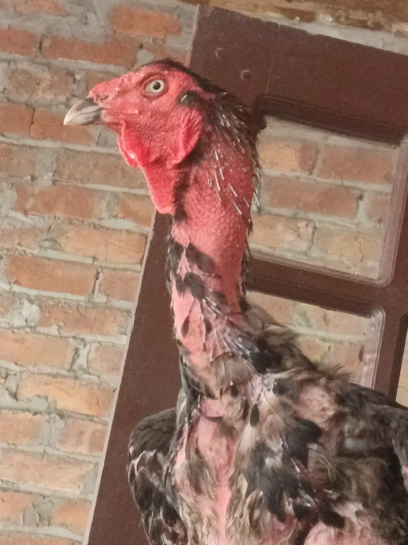 Aseel murga vatnami or thai ka kraos — photo 4