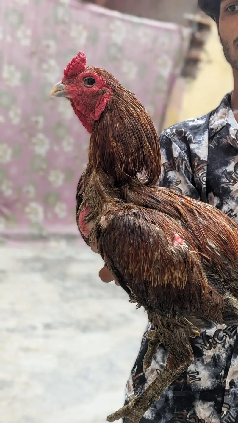 bermi thai breeder murga — photo 2