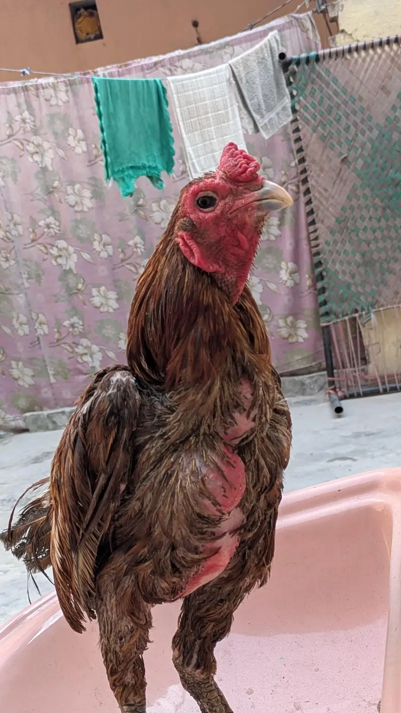 bermi thai breeder murga — photo 5