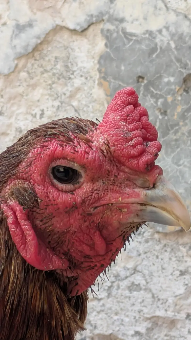 bermi thai breeder murga — photo 6