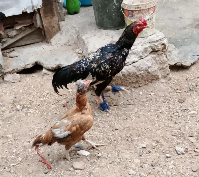 aseel murga zaberdast quality +92 317 3945106 — photo 6