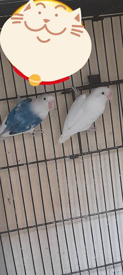Breeder pair for sale Multan