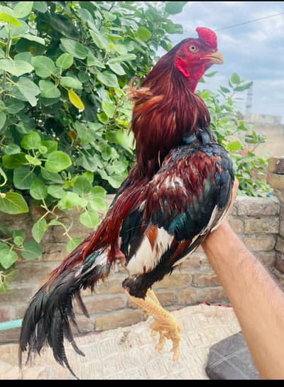 Aseel Topla Lahka Breeder