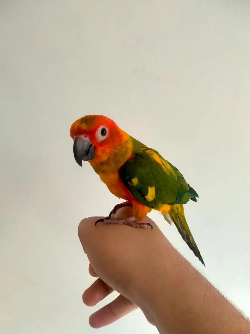 Hand tamed 0-Bite | Monks, Ringnecks, Sun Conures, Kashmiri Pahari Etc — photo 2