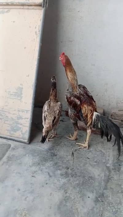 گنگ سائز
