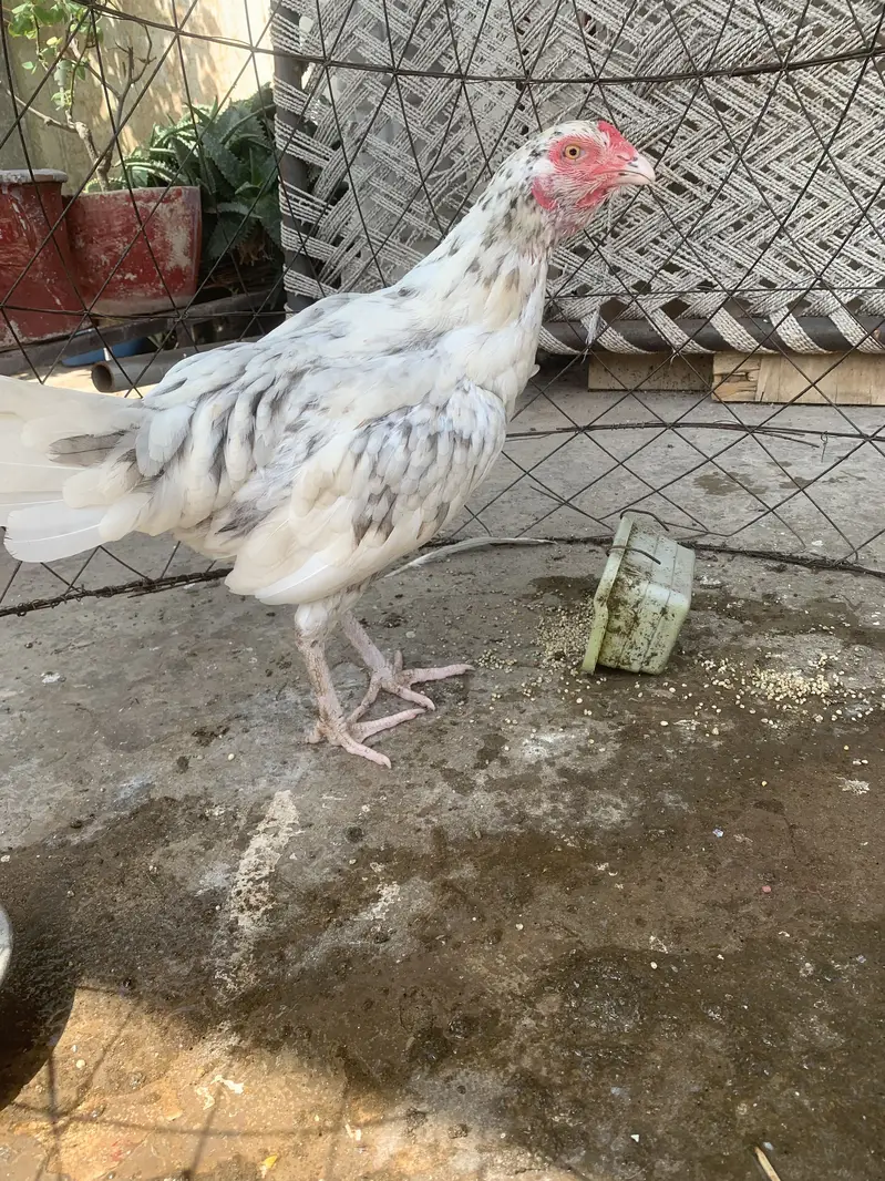 Aseel hens — photo 2