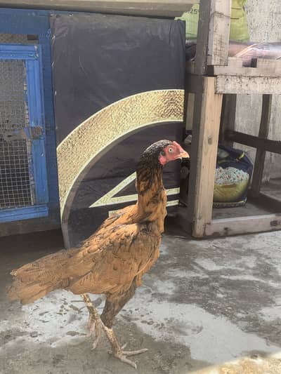 Aseel hens