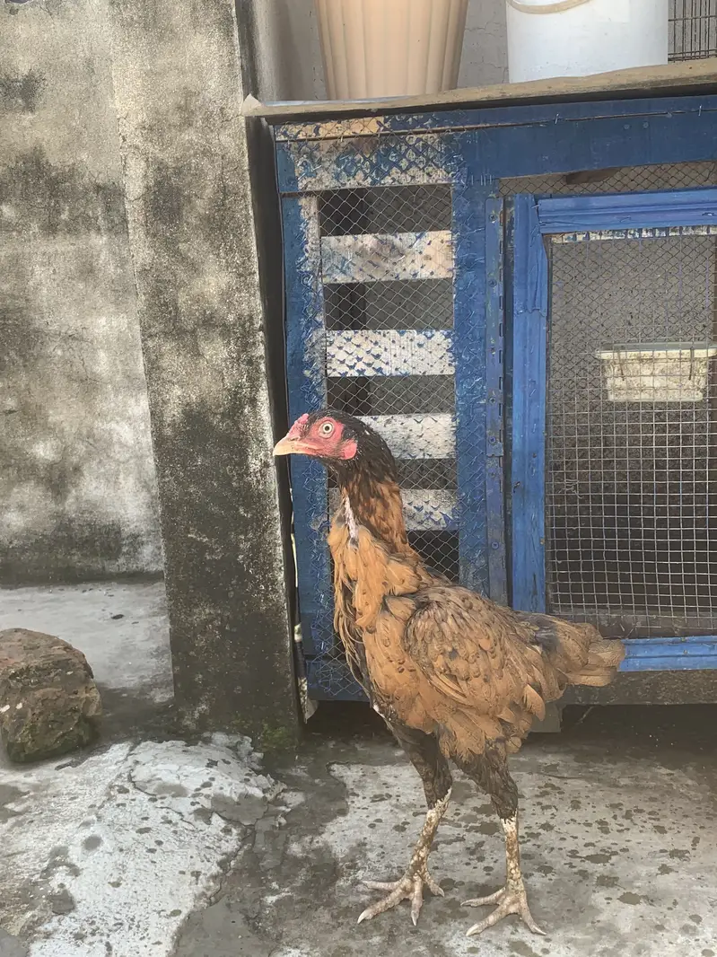 Aseel hens — photo 3