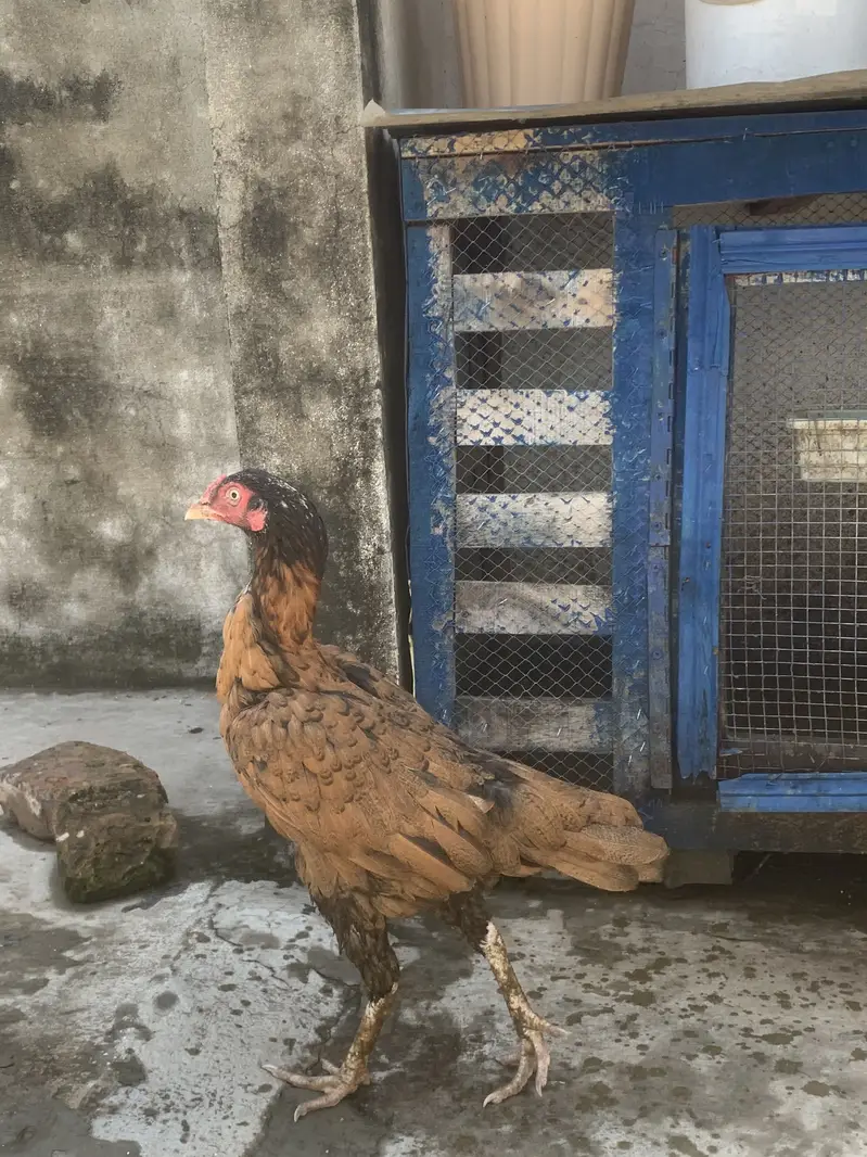 Aseel hens — photo 4