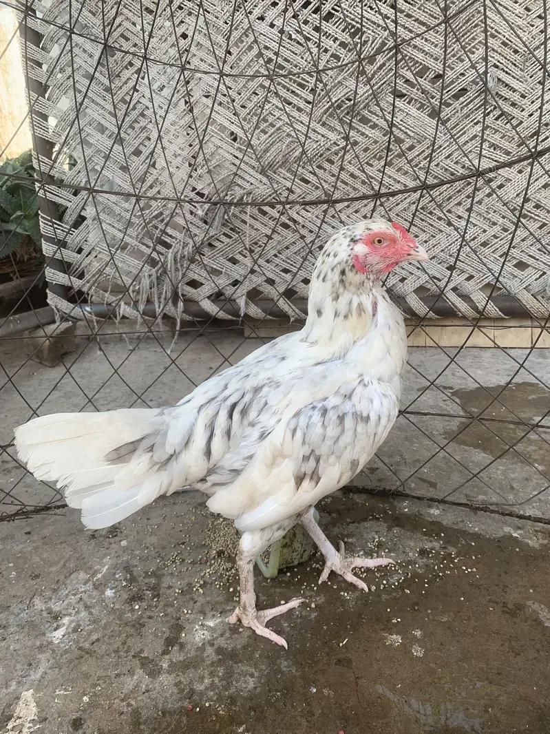 Aseel hens — photo 5