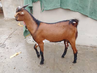 Bakra for sale