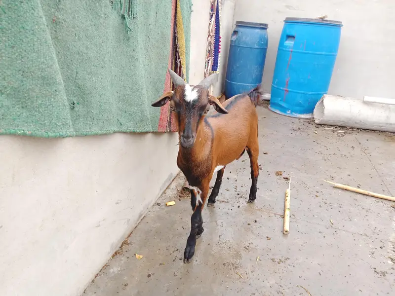 Bakra for sale — photo 2