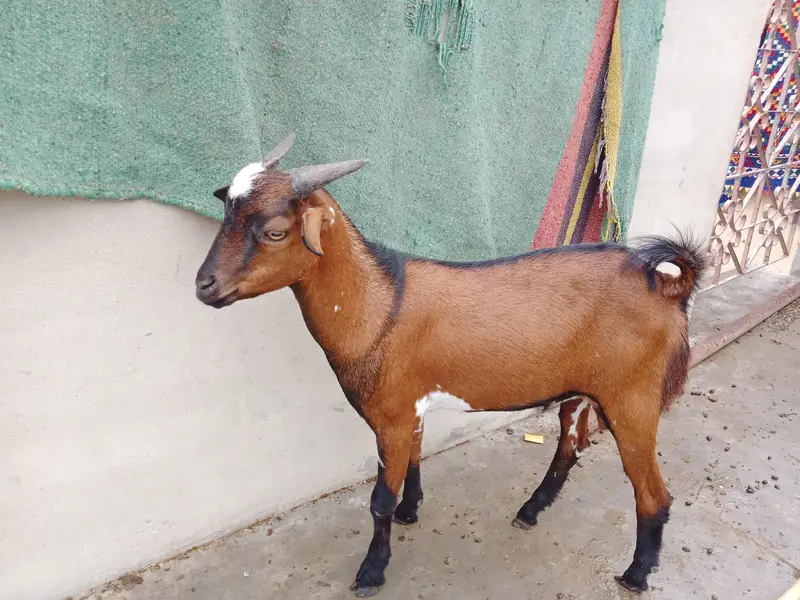 Bakra for sale — photo 3