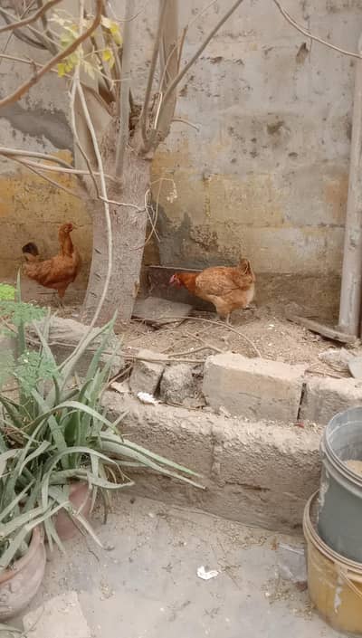 Golden Misri