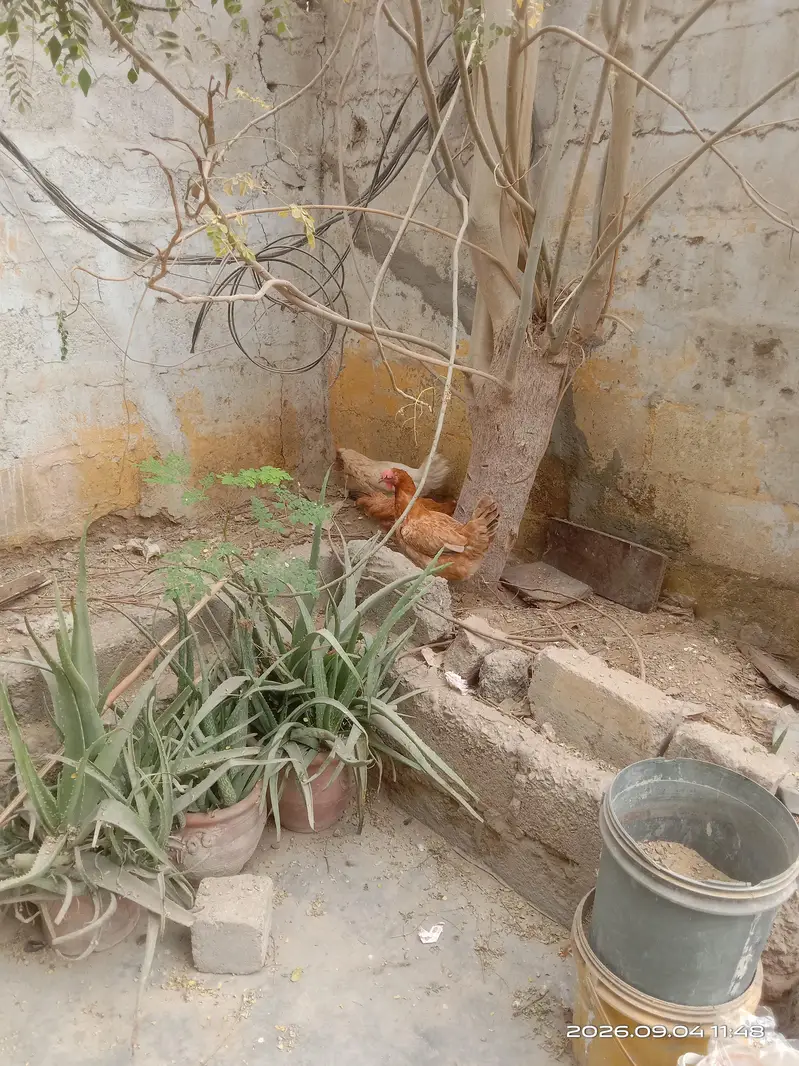 Golden Misri — photo 3