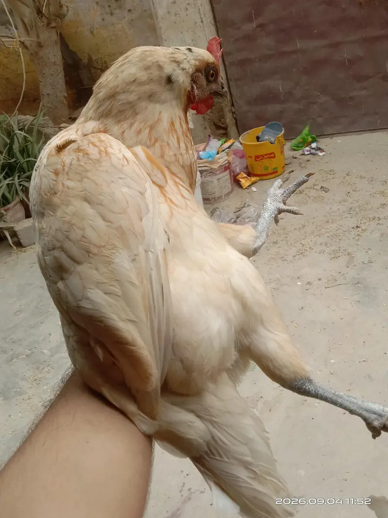 Golden Misri — photo 12