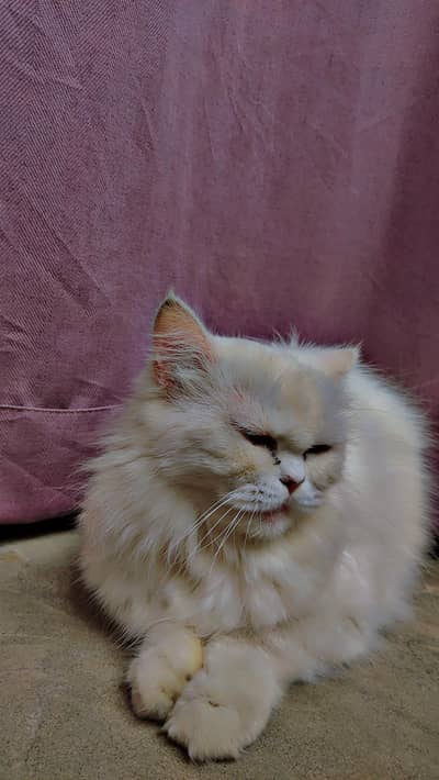 Persian cat