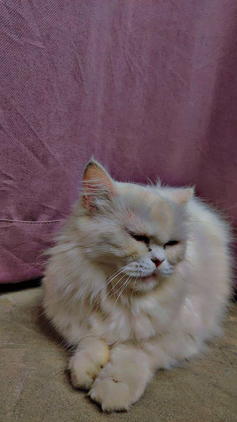 Persian cat 0