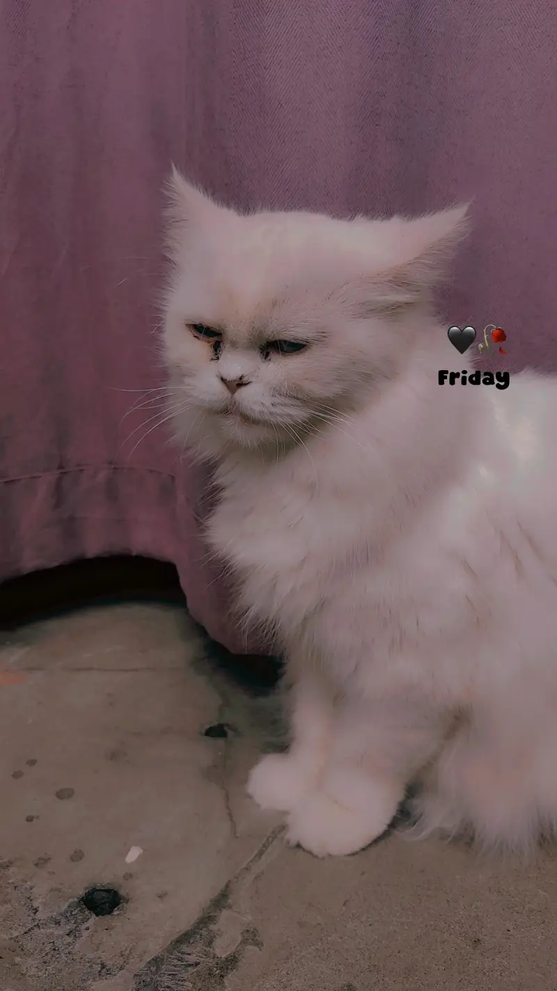 Persian cat — photo 2