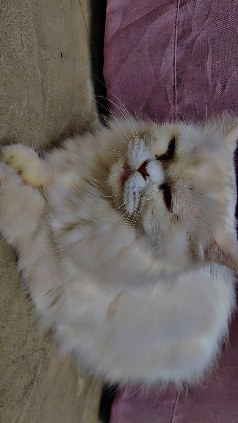 Persian cat 2