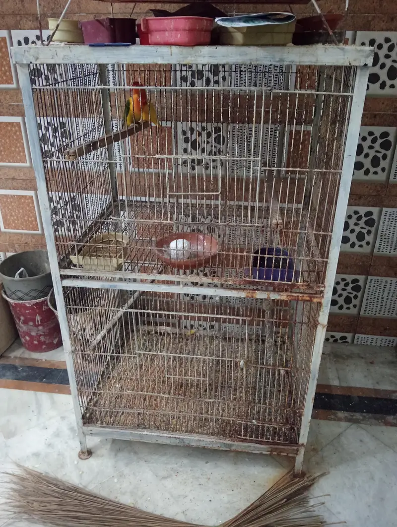 different sizes cage's for sale saf suthry h sab — photo 2