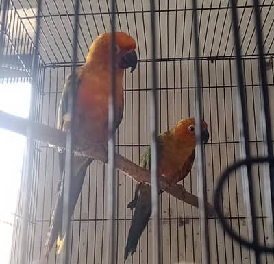 Sun Conure Teamed Pair