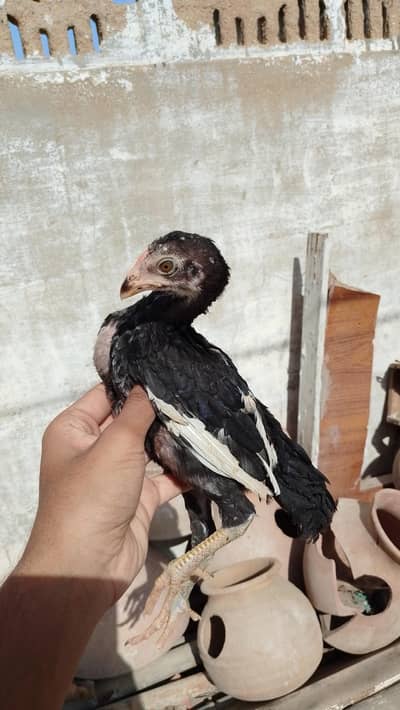 Mushka Lasani Chicks Pair