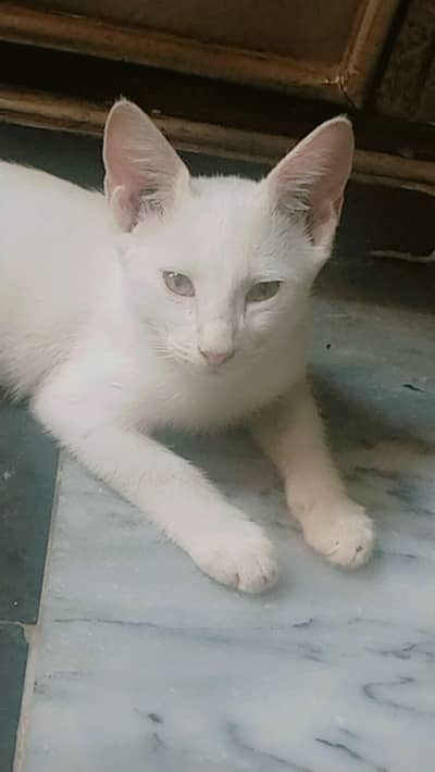like by family member Persian kitten washroom expert for sale