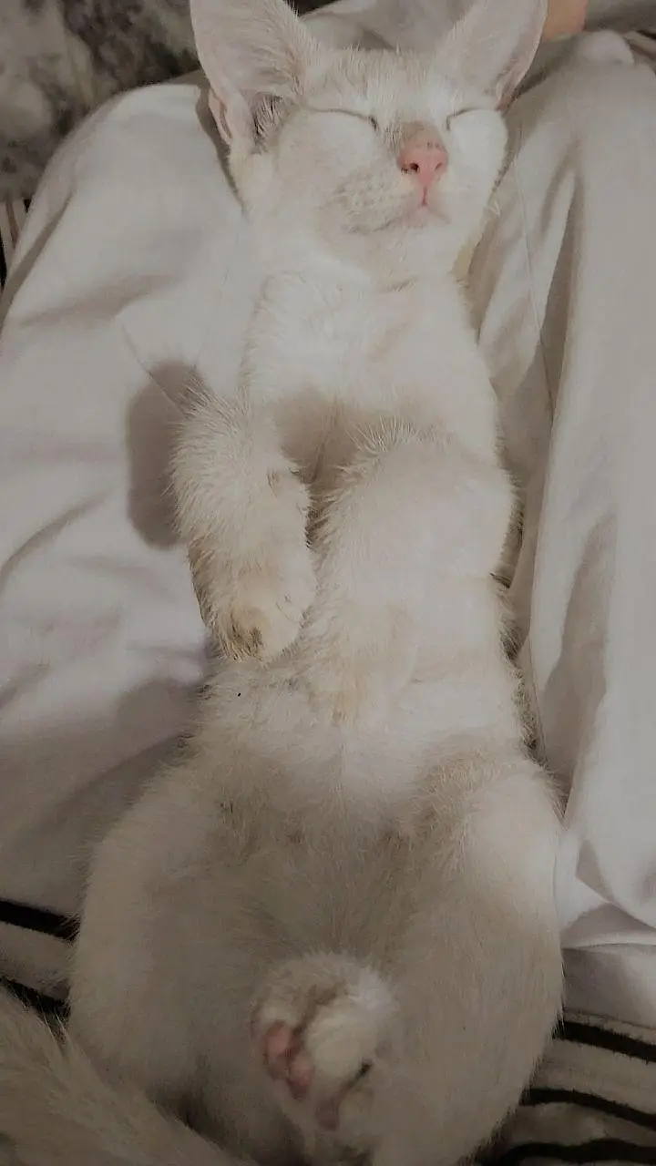 like by family member Persian kitten washroom expert for sale — photo 2
