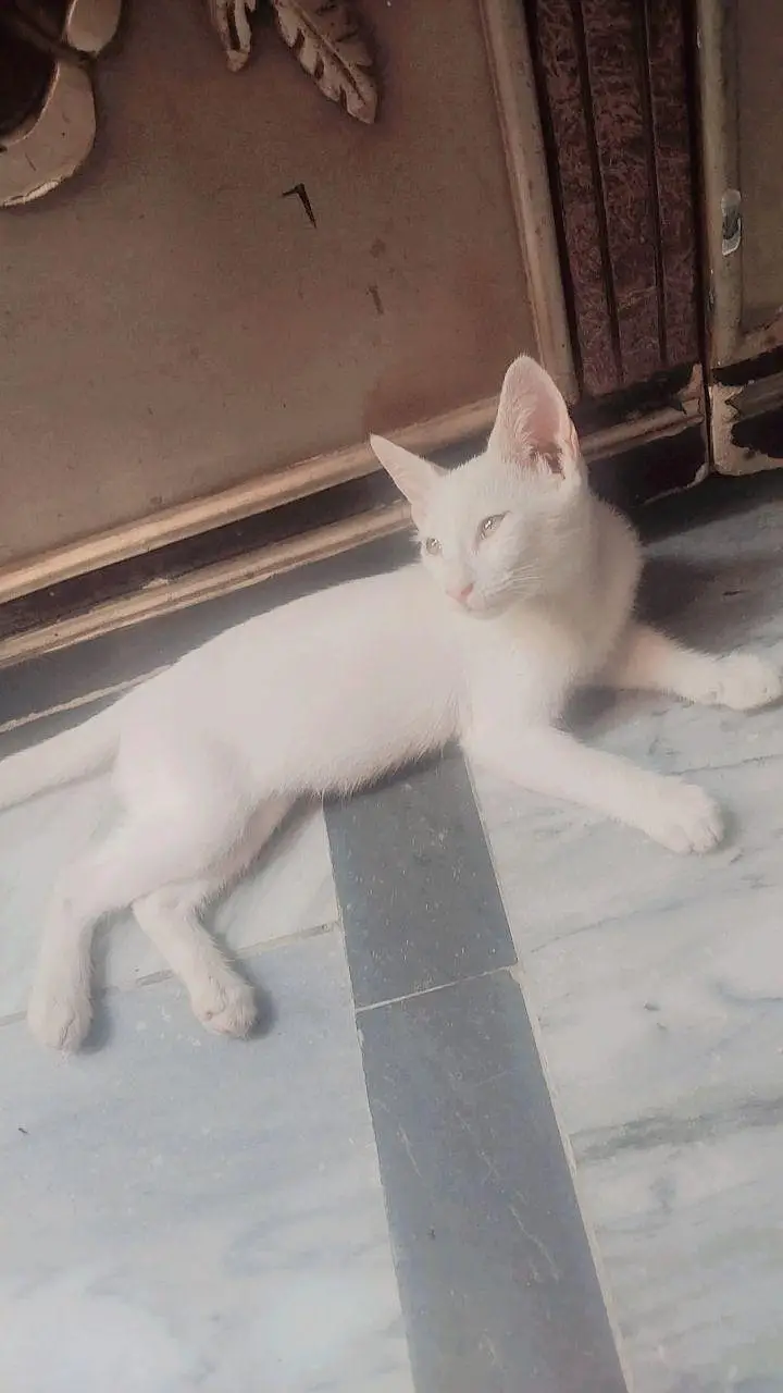 like by family member Persian kitten washroom expert for sale — photo 3