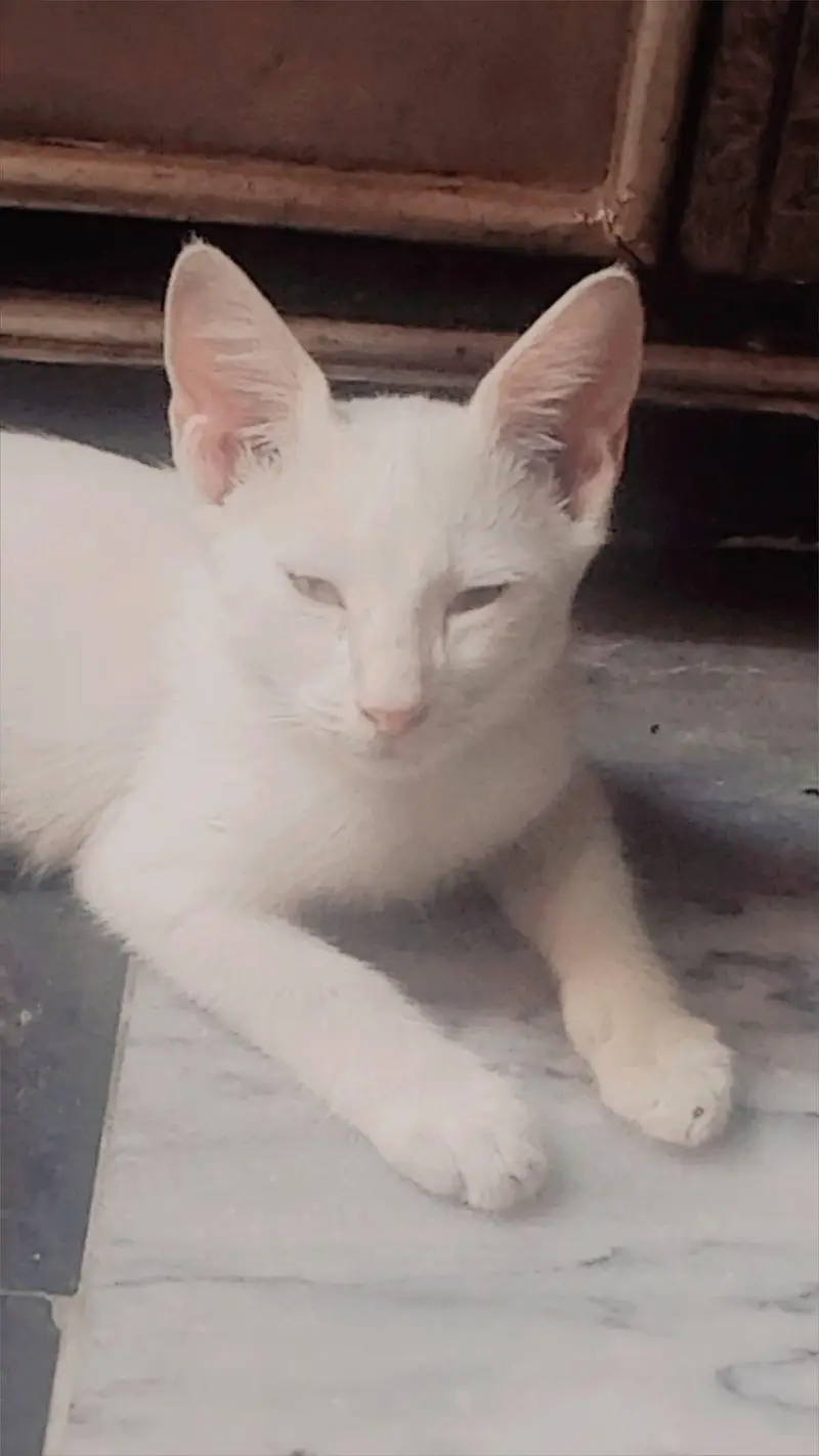 like by family member Persian kitten washroom expert for sale — photo 4