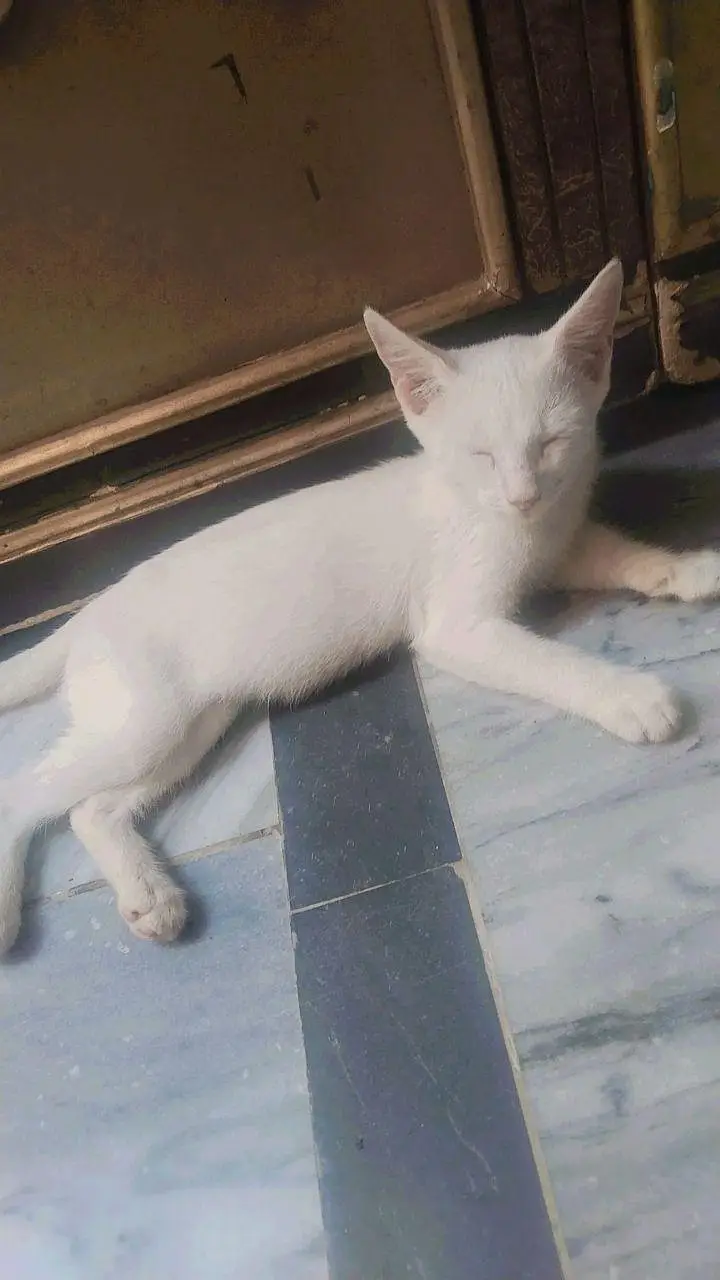 like by family member Persian kitten washroom expert for sale — photo 5