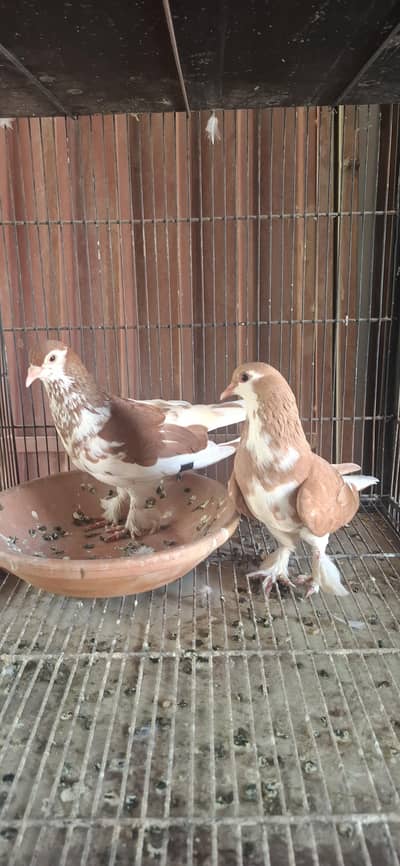 lal sherazi 1 breeder pair or 3 breeder male
