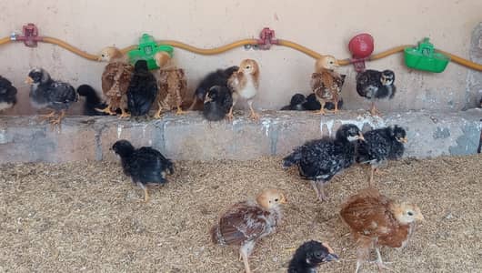 Choza چوزے Chicks Plymouth RIR