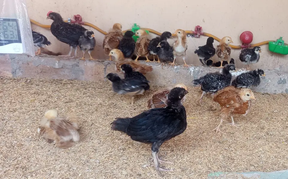 Choza چوزے Chicks Plymouth RIR — photo 2