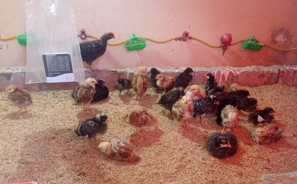 Choza چوزے Chicks Plymouth RIR — photo 3