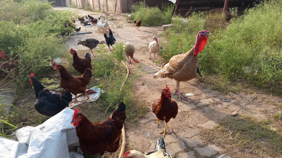 Choza چوزے Chicks Plymouth RIR — photo 4