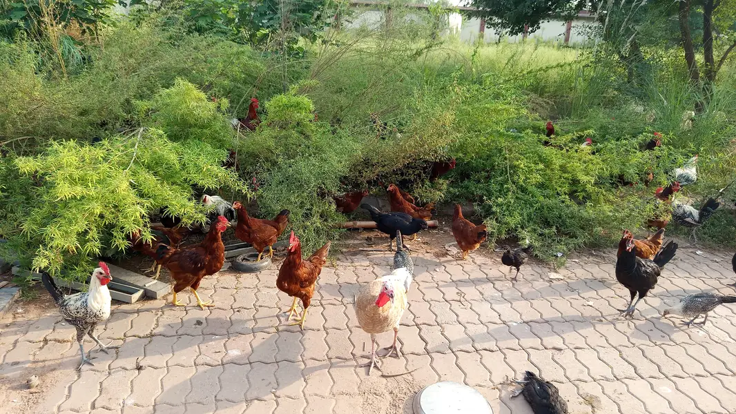 Choza چوزے Chicks Plymouth RIR — photo 5