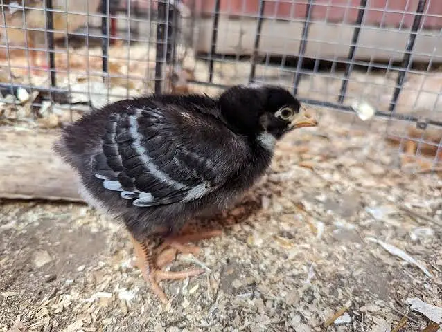 Choza چوزے Chicks Plymouth RIR — photo 7
