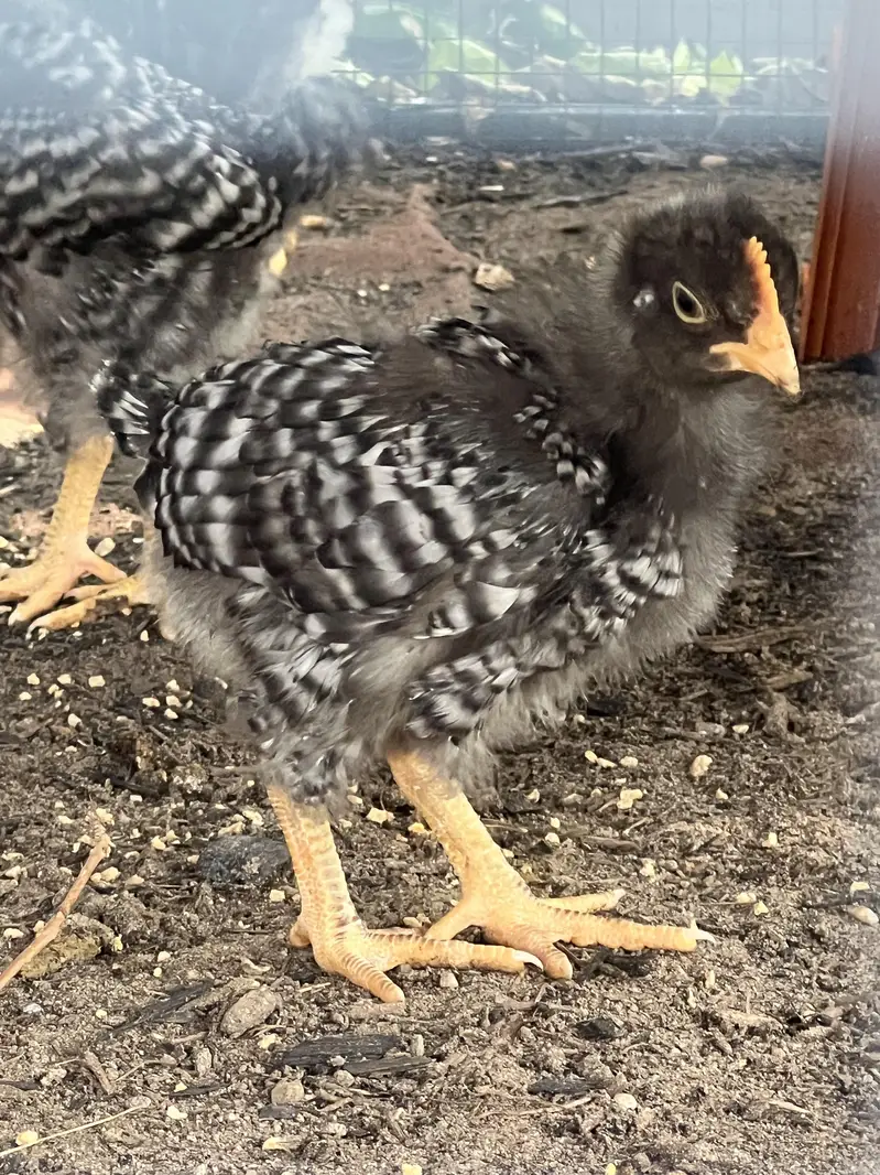 Choza چوزے Chicks Plymouth RIR — photo 8