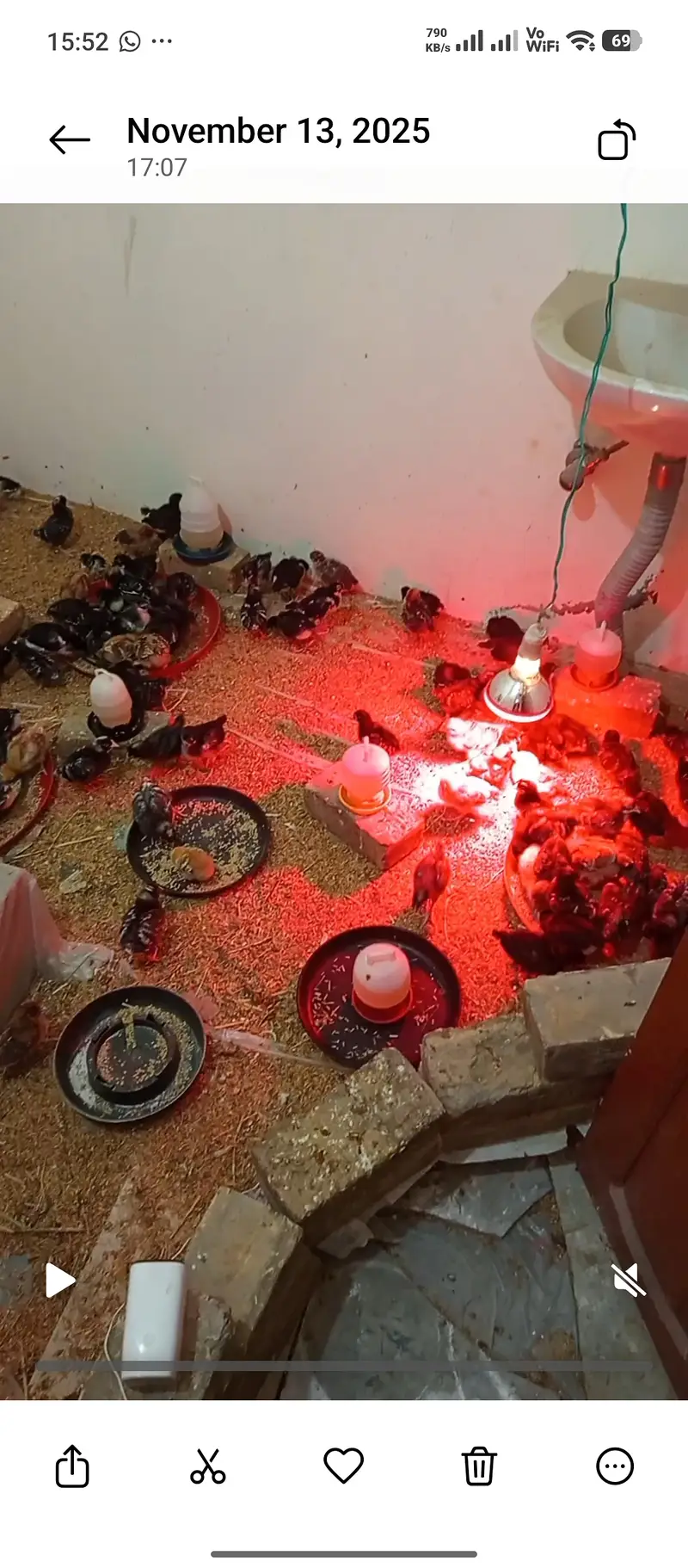 Choza چوزے Chicks Plymouth RIR — photo 9