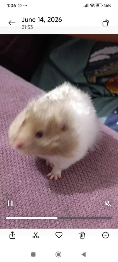 healthy hamster