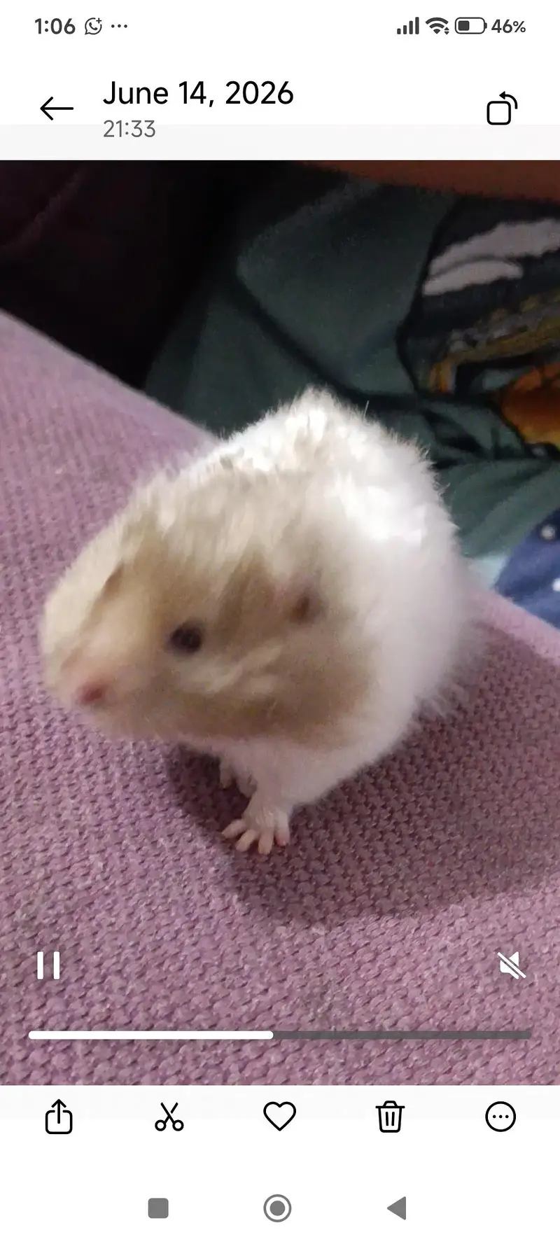 healthy hamster