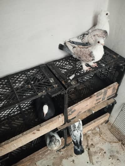 sentinent breeder pair price final