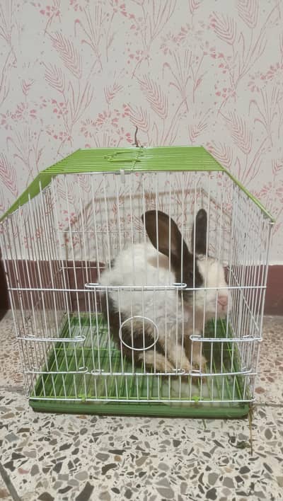 Rabbit Free , پنجرہ برائے فروخت