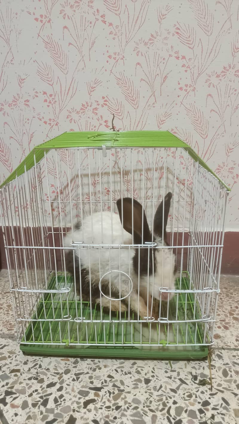 Rabbit Free , پنجرہ برائے فروخت 1