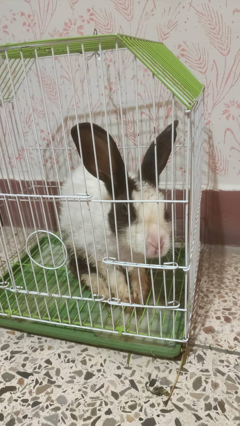 Rabbit Free , پنجرہ برائے فروخت 2
