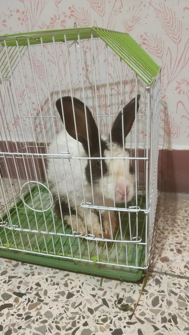 Rabbit Free , پنجرہ برائے فروخت — photo 3