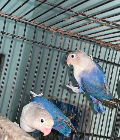 blue opaline pair for sale